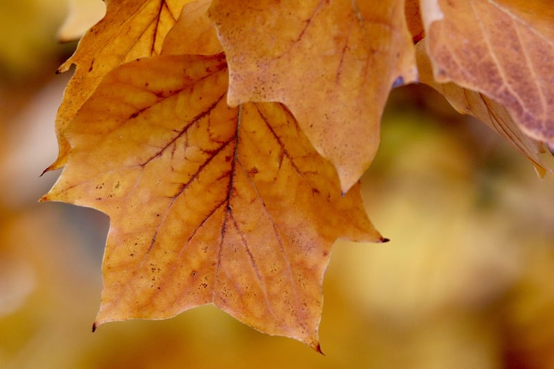 Autumn Colors