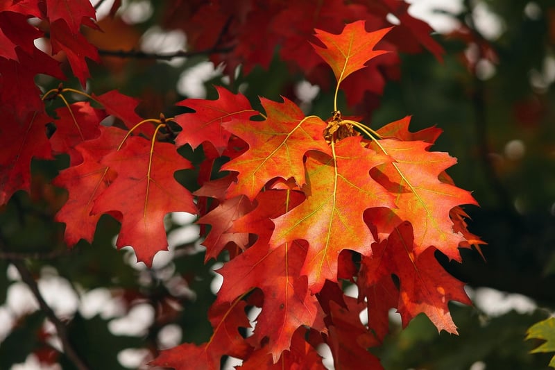 Autumn Trees