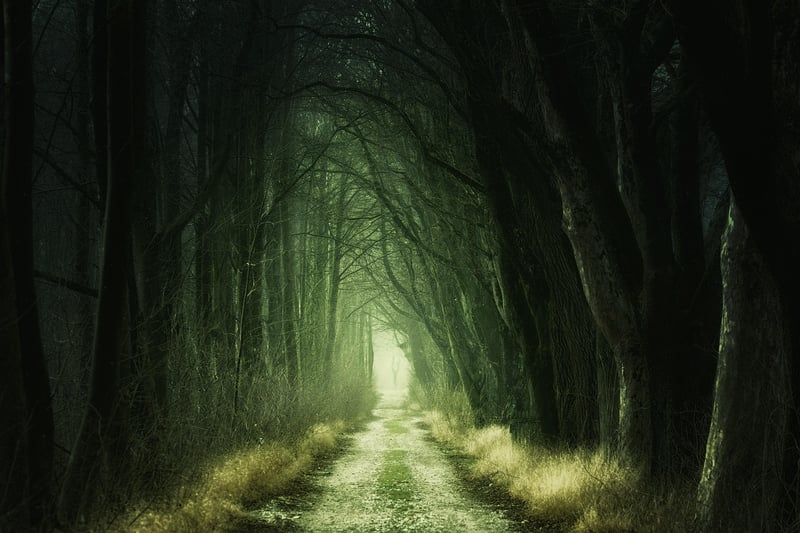 Enchanting Forest