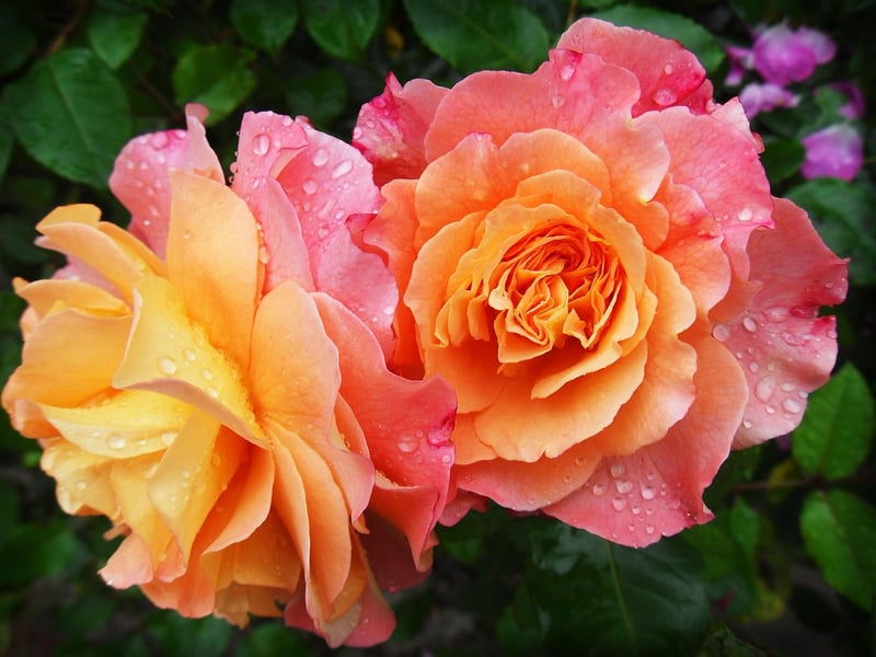 Pruned plants